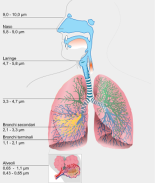 Penetrazione delle polveri nell'apparato respiratorio. È evidente come le nanopolveri siano in grado di penetrare a fondo nell'organismo e, si sospetta, entrare addirittura nel circolo sanguigno, penetrando poi nelle cellule