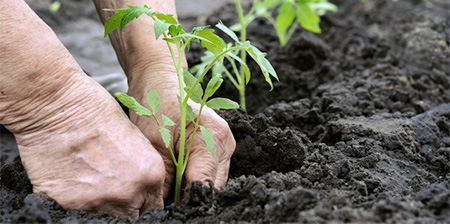 Save Organics in Soil