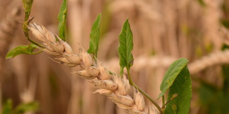 Diserbante biodegradabile da fonti rinnovabili