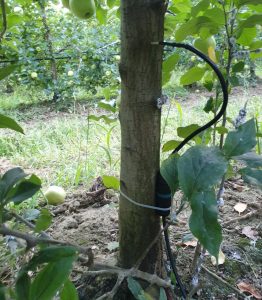 plantnet installazione